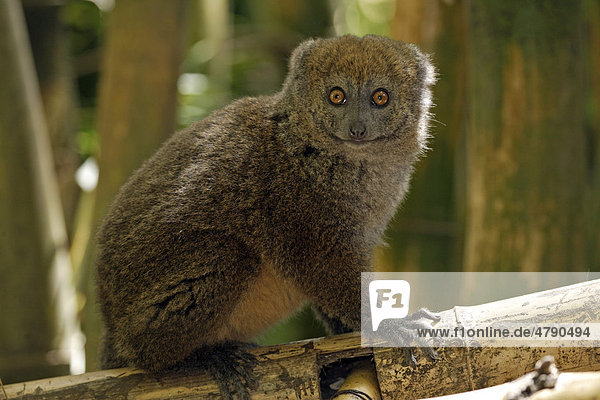 Östlicher Bambuslemur oder Östlicher Halbmaki (Hapalemur griseus)  Alttier  Madagaskar  Afrika