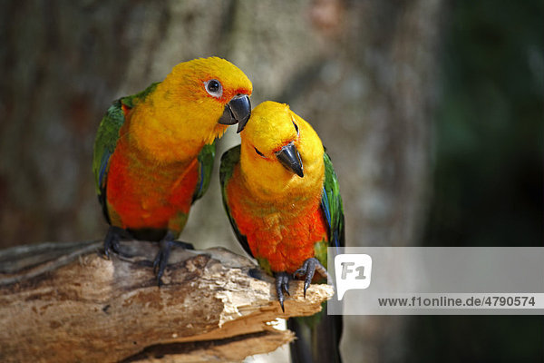 Jendayasittich (Aratinga jandaya)  Altvogel-Pärchen  beim Bonding  Pantanal  Mato Grosso  Brasilien  Südamerika