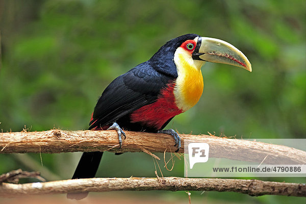 Bunttukan (Ramphastos dicolorus)  Altvogel  auf Ast  Pantanal  Mato Grosso  Brasilien  Südamerika