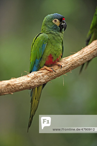 Rotrückenara (Ara maracana)  Altvogel auf Ast  Pantanal  Mato Grosso  Brasilien  Südamerika