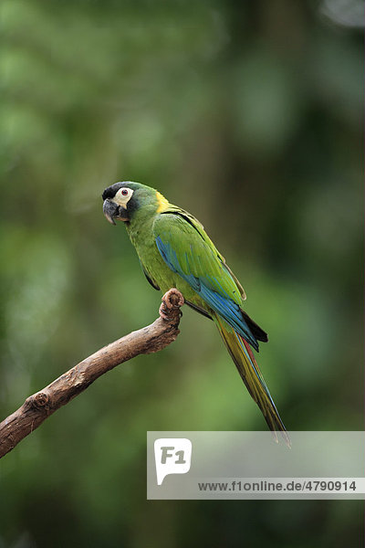 Rotrückenara (Ara maracana)  Altvogel auf Ast  Pantanal  Mato Grosso  Brasilien  Südamerika