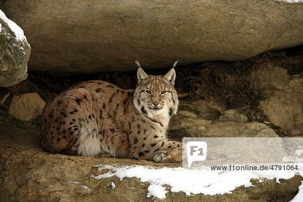 Eurasischer Luchs (Lynx lynx carpathicus)  Alttier liegt zwischen Felsen im Schnee  Nationalpark Bayerischer Wald  Bayern  Deutschland  Europa