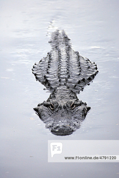 Mississippi-Alligator oder Hechtalligator (Alligator mississippiensis)  Alttier schwimmt an der Wasseroberfläche  Florida  USA  Amerika