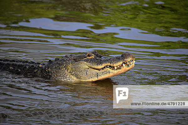 Mississippi-Alligator oder Hechtalligator (Alligator mississippiensis)  fressendes Alttier hebt den Kopf aus dem Wasser  Florida  USA  Amerika
