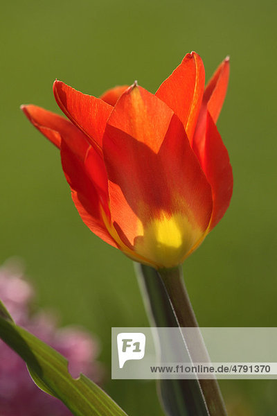 Tulpe (Tulipa)  Blüte