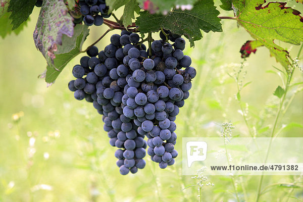 Trauben  Weinrebe (Vitis vinifera)  blaue Weinbeeren am Weinstock  Deutschland  Europa