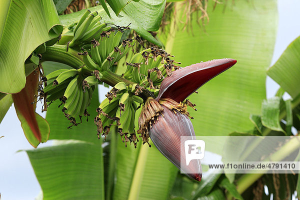 Bananenpflanze Musa sapientum , Blüte, junge Früchte, Florida, USA