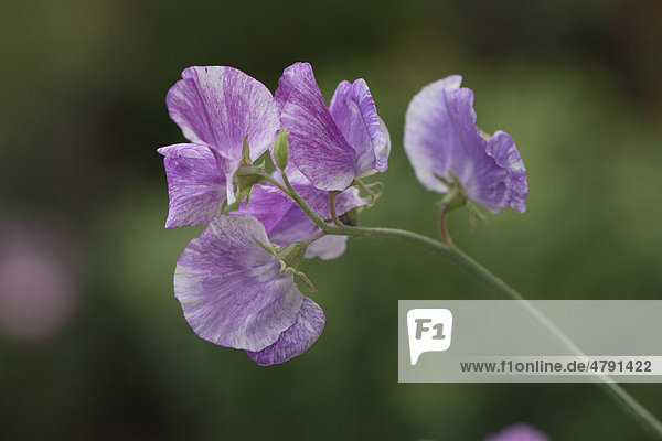 Duftende Platterbse oder Gartenwicke (Lathyrus odoratus)  Blüte