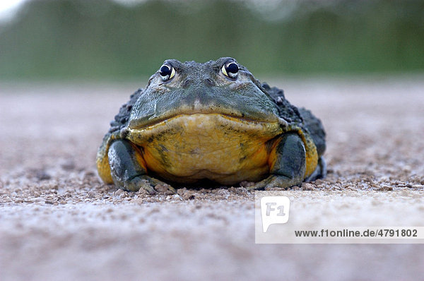 Afrikanischer Ochsenfrosch (Pyxicephalus adspersus)  Alttier  Etosha Nationalpark  Namibia  Afrika