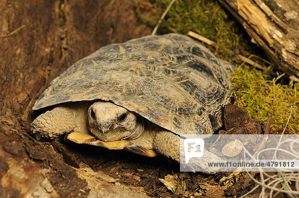 Spaltenschildkröte (Malacochersus tornieri)  ausgewachsen  in Gefangenschaft