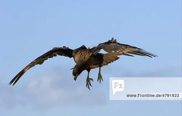Falklandkarakara (Phalcoboenus australis)  Altvogel im Flug  beim Landeanflug  New Island  Falkland-Inseln  Südatlantik