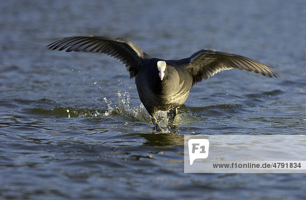 Blässhuhn (Fulica atra)  Altvogel beim Laufen über Wasser  Hertfordshire  England  Großbritannien  Europa