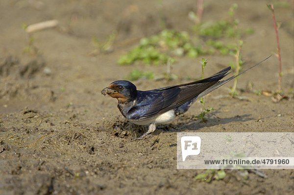Barn Swallow (Hirundo rustica)  adult collecting mud  nest building material  Oxfordshire  England  United Kingdom  Europe