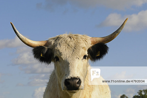 Hausrind  Englisches Parkrind  White Park Cattle  Kuh  Portrait  Oxfordshire  England  Großbritannien  Europa