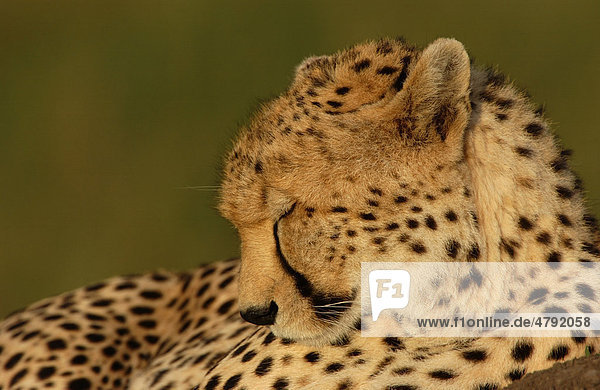 Schlafender Gepard (Acinonyx jubatus)  Porträt  Masai Mara  Kenia  Afrika