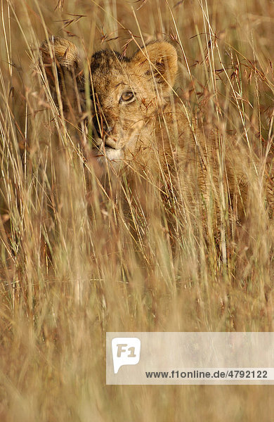 Löwe (Panthera leo)  Jungtier im hohen Gras  Masai Mara  Kenia  Afrika