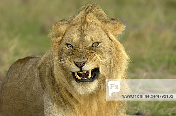 Löwe (Panthera leo)  ausgewachsenes Männchen  Porträt  knurrend  Masai Mara  Kenia  Afrika