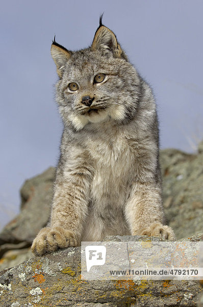 Kanadischer Luchs (Lynx canadensis)  auf Felsen stehend  USA