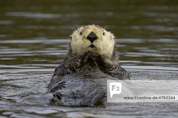 Sea Otter (Enhydra lutris)  adult resting on water  Monterey  California  USA  America