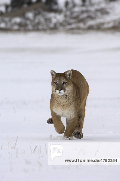 Puma (Felis concolor)  Alttier läuft durch Schnee  USA  Amerika