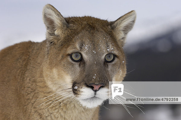 Puma (Felis concolor)  Alttier  Portrait  Montana  USA America