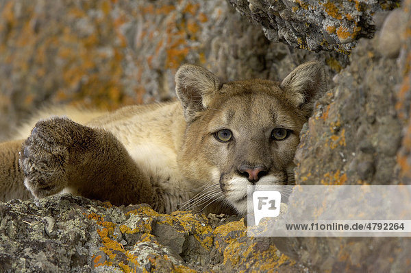 Puma (Felis concolor)  adult  close-up of head and front paw  resting on rocks  USA  America