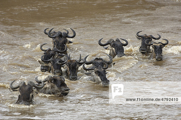 Streifengnu (Connochaetes taurinus)  Herde durchquert Fluss bei der Migration  Mara Fluss  Kenia  Afrika