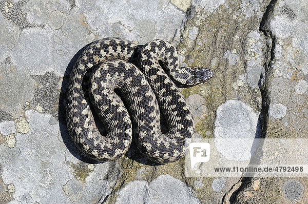 Kreuzotter (Vipera berus)  männlich  ausgewachsen  sonnt sich auf Felsen  Peak District  Derbyshire  England  Großbritannien  Europa