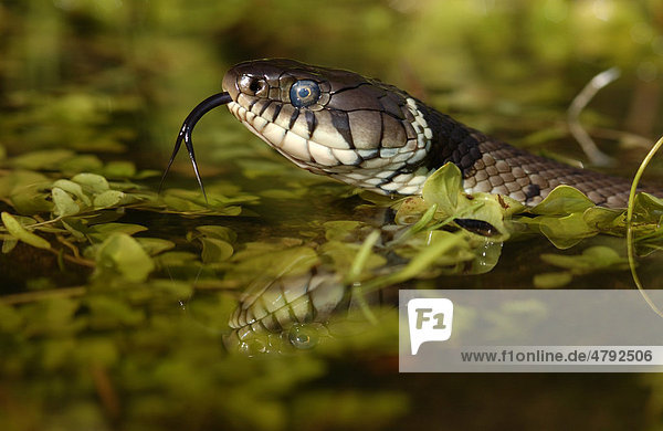 Ringelnatter (Natrix natrix)  Nahaufnahme des Kopfes in Wasser  züngelnd  Großbritannien  Europa