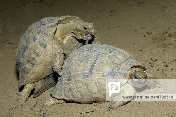 Ägyptische Landschildkröte (Testudo kleinmanni)  ausgewachsen  Paar  Paarung  in Gefangenschaft