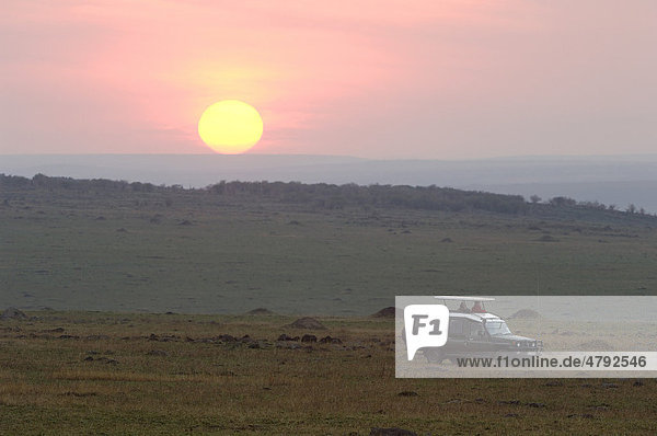 Safari  tourists in game viewing vehicle  sunrise over savanna habitat  Masai Mara  Kenya  Africa