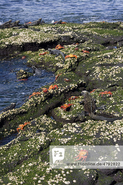 Rote Klippenkrabben (Grapsus grapsus) zwischen Meerechsen (Amblyrhynchus cristatus) auf Felsen mit Seepocken  Galapagos-Inseln  Pazifik