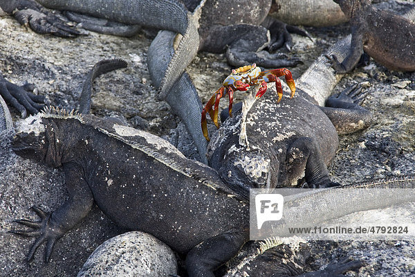 Rote Klippenkrabbe (Grapsus grapsus) zwischen Meerechsen (Amblyrhynchus cristatus)  Galapagos-Inseln  Pazifik