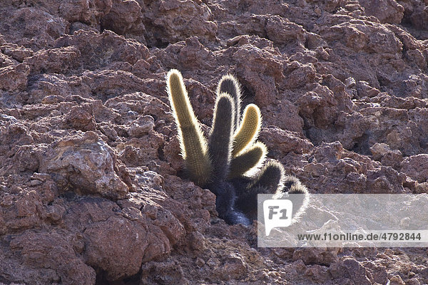 cactaceae insgesamt 1901 Bilder, Seite 11 bei