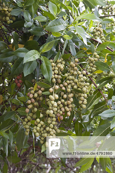 Button Mangrove (Conocarpus erectus) leaves and fruits  Puerto Ayora  Santa Cruz Island  Galapagos Islands  Pacific Ocean