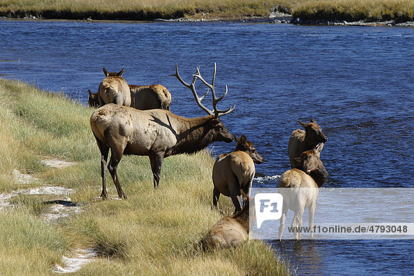 Wapiti (Cervus canadensis)  männliches Alttier mit weiblicher Herde  Madison River Fluss  Yellowstone  Wyoming  USA  Amerika