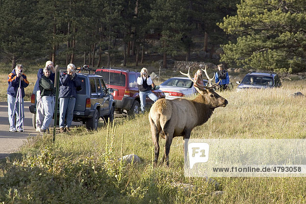 Elk or Wapiti (Cervus canadensis)  people watching stag  Rocky Mountain National Park  Colorado  USA  America