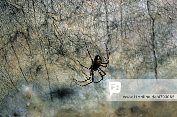Höhlenradnetzspinne oder Höhlenkreuzspinne (Meta menardi) im Netz in Höhle