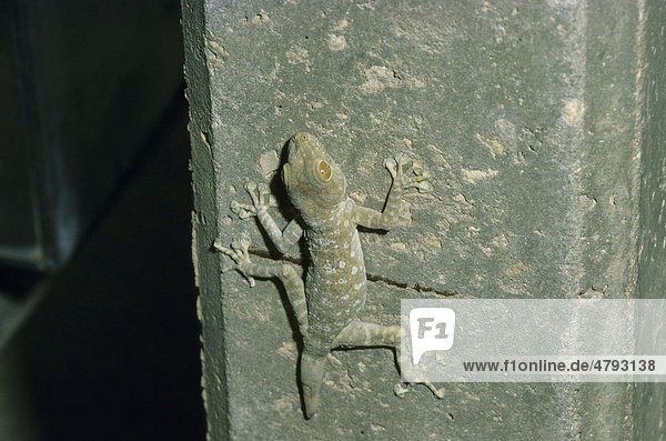 Fächerfingergecko (Ptyodactylus hasselquisti)  auf Betonwand  getarnt  Israel  Naher Osten