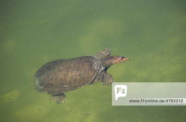 Florida-Weichschildkröte (Trionyx ferox)  im Wasser  USA