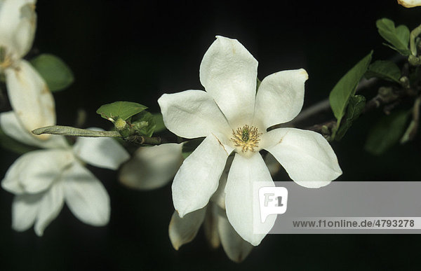 Kobushi-Magnolie (Magnolia kobus)  Blüten