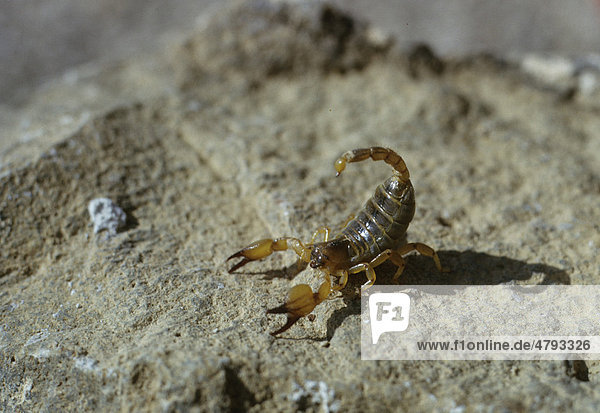 Skorpion-Art (Scorpiomaurus kruglovi scorpion)  Jordanien  Vorderasien