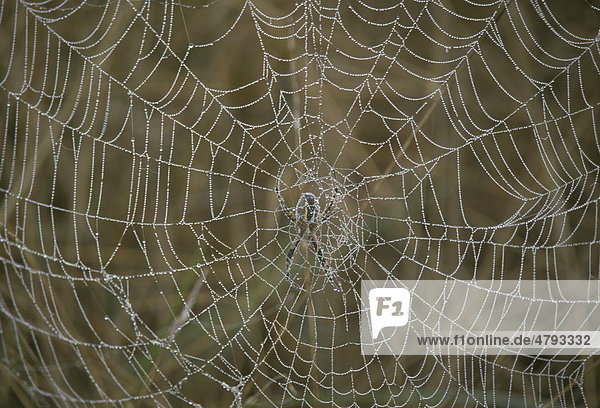 Gold-Wespenspinne (Argiope aurantia)  Morgentau auf Spinnennetz