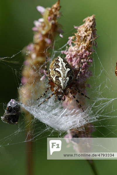 Eichblatt-Radspinne oder Eichblatt-Kreuzspinne (Aculepeira ceropegia  syn. Araneus ceropegia)  Italien  Europa