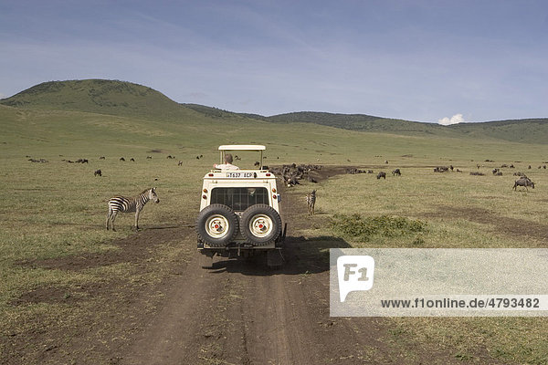 Safari  zebras and wildebeest  Ngorongoro Crater  Tanzania  Africa