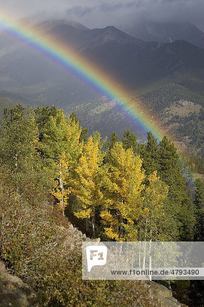Regenbogen über Pappeln (Populus)  Rocky-Mountain-Nationalpark  Colorado  USA