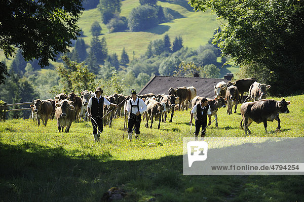 Almabtrieb  cattle drive  Viehscheid  sorting of cattle in Pfronten  Ostallgaeu  Allgaeu  Swabia  Bavaria  Germany  Europe