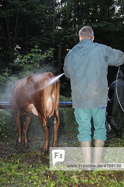 Cleaning cows with high-pressure cleaners in the early morning before a livestock show  cattle market in Stuenzel  Siegen-Wittgenstein district  North Rhine-Westphalia  Germany  Europe