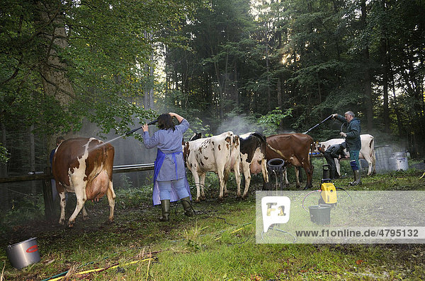 Säuberung der Kühe mit einem Hochdruckreiniger frühmorgens vor der Tierschau  Viehmarkt Stünzel  Kreis Siegen-Wittgenstein  Nordrhein-Westfalen  Deutschland  Europa