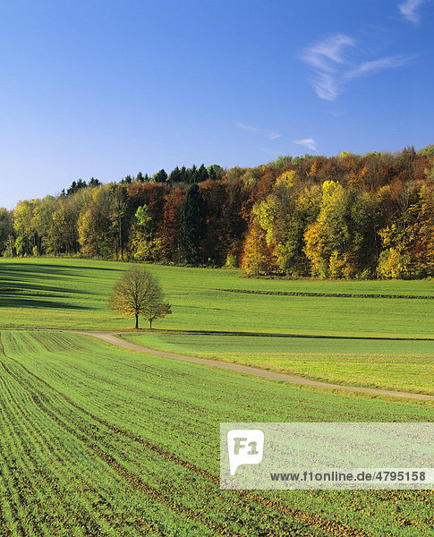 Feld im Herbst  nahe Schopfloch  Schwäbische Alb  Baden-Württemberg  Deutschland  Europa